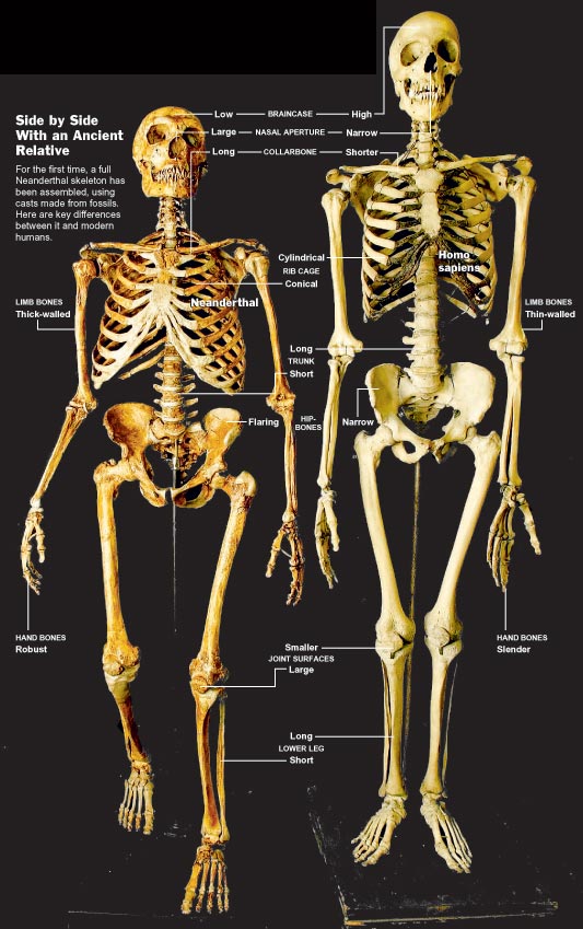 The Neanderthals